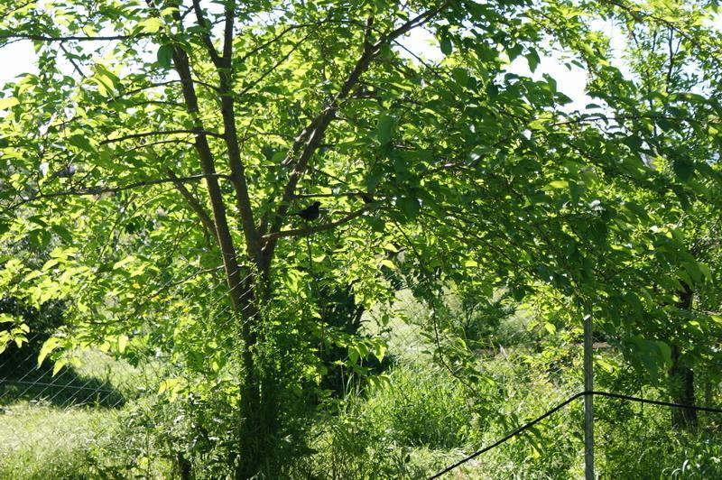 Complejo Rural El Prado Logrosan Ngoại thất bức ảnh